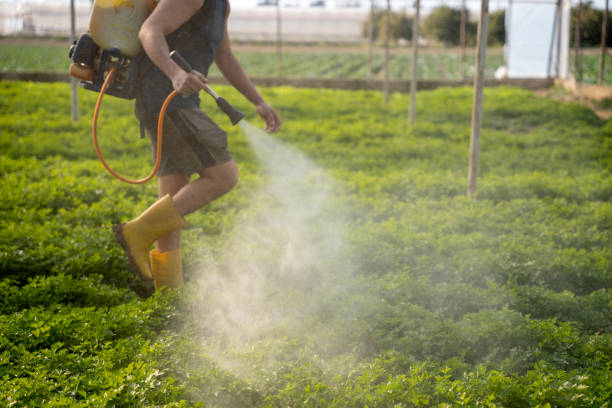 Best Ant Control Services  in Bull Run, VA